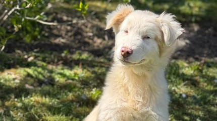 Agathe - Berger Australien