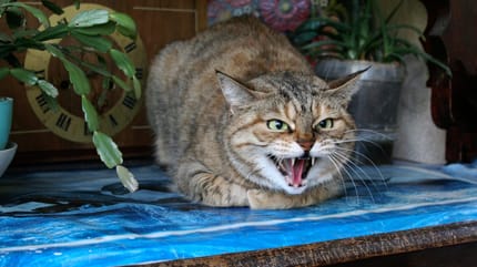 Aggressive Katze wird zum Schmuser