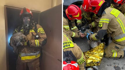 Akcja strażaków- ratowanie zwierząt w pożarze