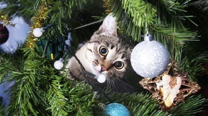 albero di Natale a prova di gatto