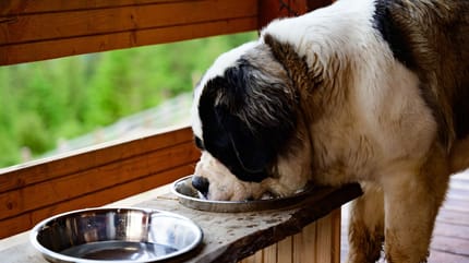 alimentacion para perros grandes