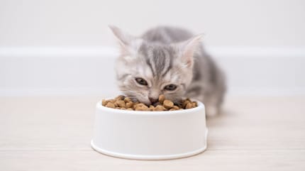 alimentation chaton croissance