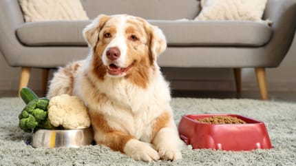 Alimentation pour chien âgé