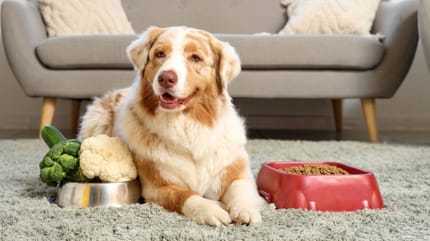 alimentazione sana per cani