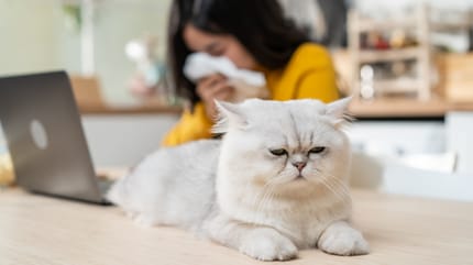 allergia al pelo del gatto: uomo allergico al pelo del gatto