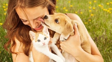 chat chien allergie