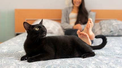 allergie aux poils de chat noir