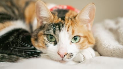 Alles Infos zu Katzenaugen