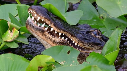 Alligator lauert im Wasser