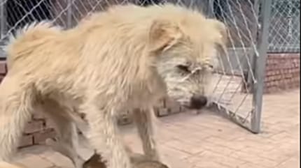 "Alpha-Rüde" King Charles