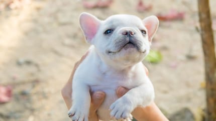 Amor por los animales