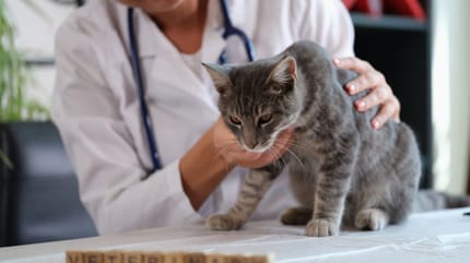 Anämie bei Katzen