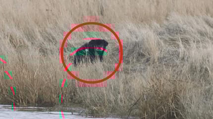 animale nero tra l'erba vicino alla riva