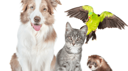 Animaux Compagnie France