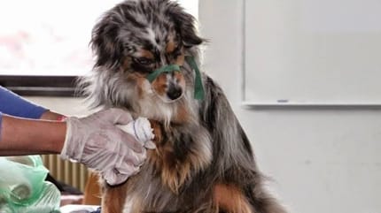 chien vétérinaire