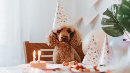 anniversaire pour chien