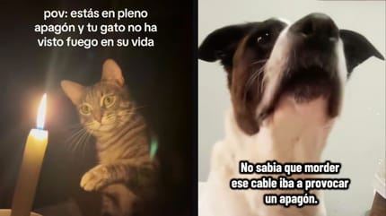 apagon-españa-gato-perro-humor