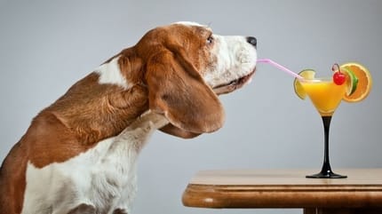 apéritif chiens