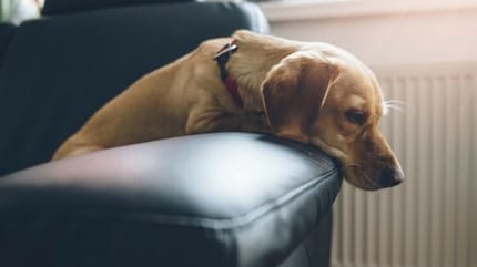 apprendre la garde a votre chien