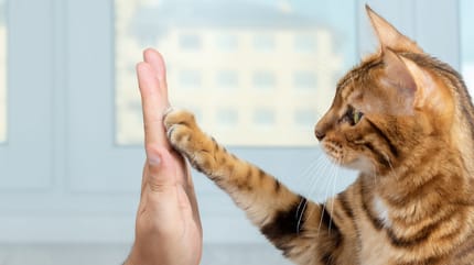 apprendre des tours à votre chat