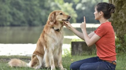 APPRENDRE ORDRE CHIEN