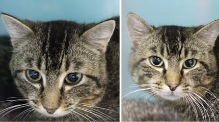 Apy et Apo, chats à adopter