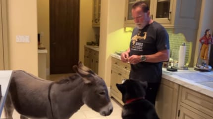 Arnold i jego stadko