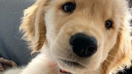 chiot golden retriever