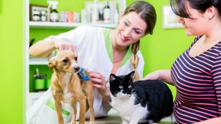 Santé de mon chien ou chat : quel budget à l'année ?