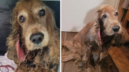 Atłas – vernachlässigter Spaniel aus Krakau