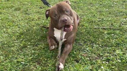 Atos, chien à adopter