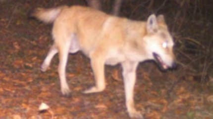 Auffällig gefärbter Wolfshybrid