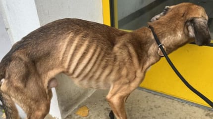 Cane ridotto a uno scheletro