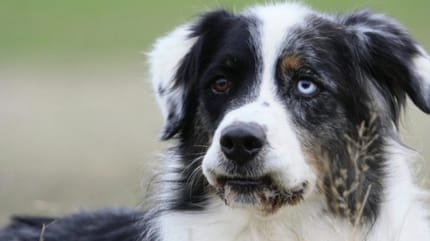 Australian Shepherd Balou
