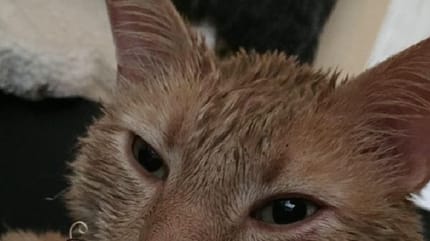 Chat aux moustaches brulées