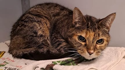 Baasjes na 11 jaar weer herenigd met poes Gina