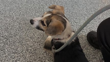 Baby le chien
