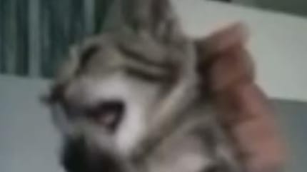 Babykatze für Likes gequält