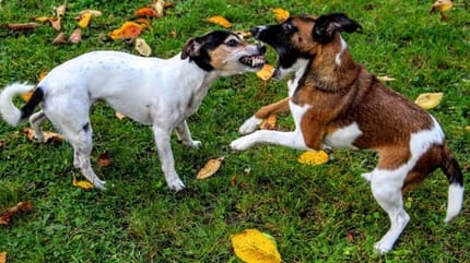 Bagarre entre deux chiens