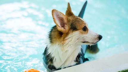 bañador para perros