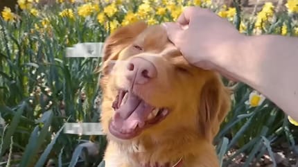 Bande annonce Good Boy