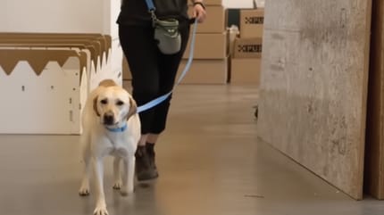 Der Hund Banjo