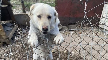 Baron, pies który wygląda prawie jak labrador