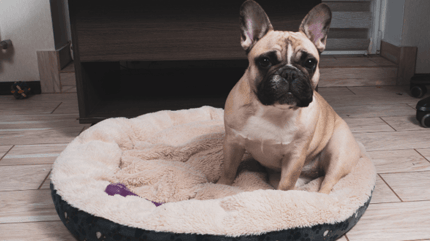 Chien couché dans son panier avec un jouet