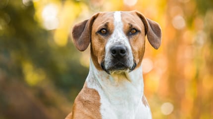 Beagle-Mischling