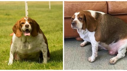 beagle gros obese