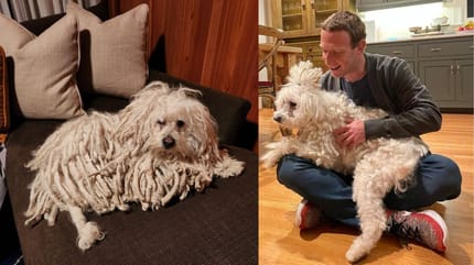 Beast, il raro cane Puli di Mark Zuckerberg