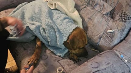 Bei illegalen Kämpfen verletzter Hund