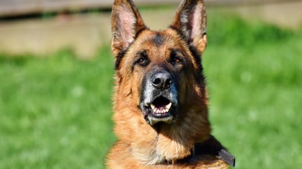 Beißkraft Schäferhund