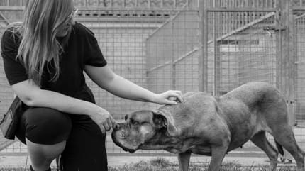 Belgische fotograaf zet 6 asielhonden in het zonnetje die al veel te lang in het asiel zitten